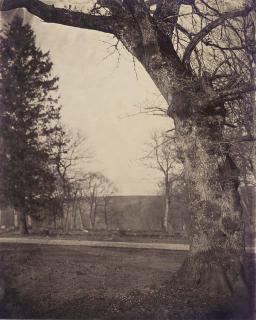 William, 2nd Earl of Craven - Tree Study, C.1855