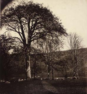 William, 2nd Earl of Craven - Trees In The Park, The Downs Beyond, C.1855