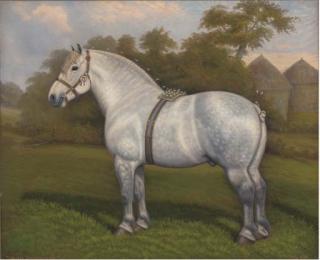 William Albert Clark - Histon Drayman 9th, a heavy horse