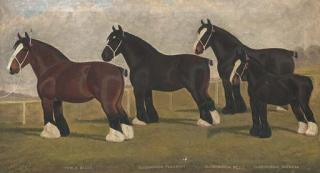 William Albert Clark - Peele Belle, Oldborough Pleasant, Oldborough Belle, And  Oldborough Duchess, Four Shirehorses