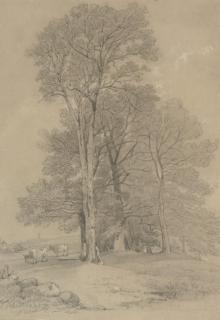 William-Alfred Delamotte - Study of trees