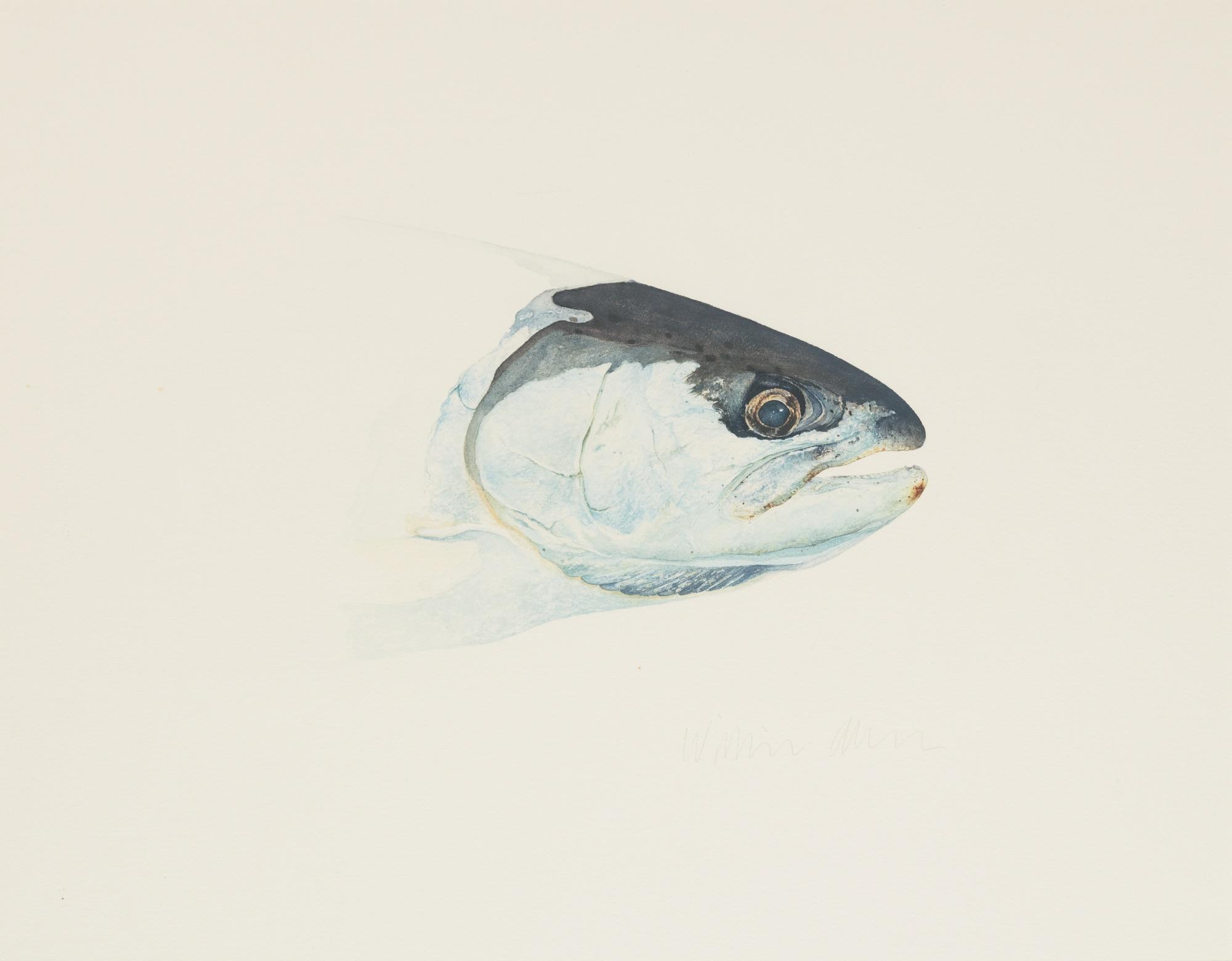 William Allan - Fresh Steelhead - Gualla