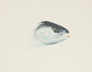 William Allan - Fresh Steelhead - Gualla