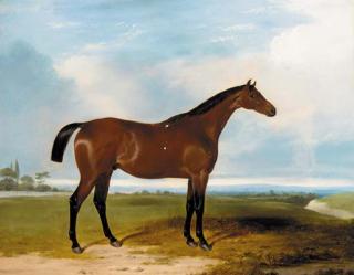 William Barraud - A bay hunter in a landscape