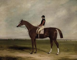 William Barraud - Elis with jockey up