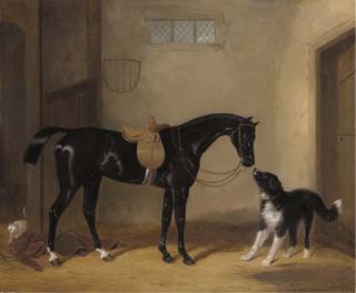 William Barraud - Portrait Of A Saddle Black Hunter With A Sheep Dog In A Stable