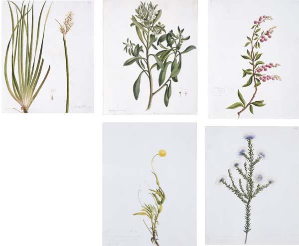 William Buelow Gould - Botanical Studies