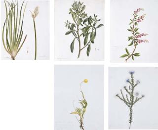 William Buelow Gould - Botanical Studies