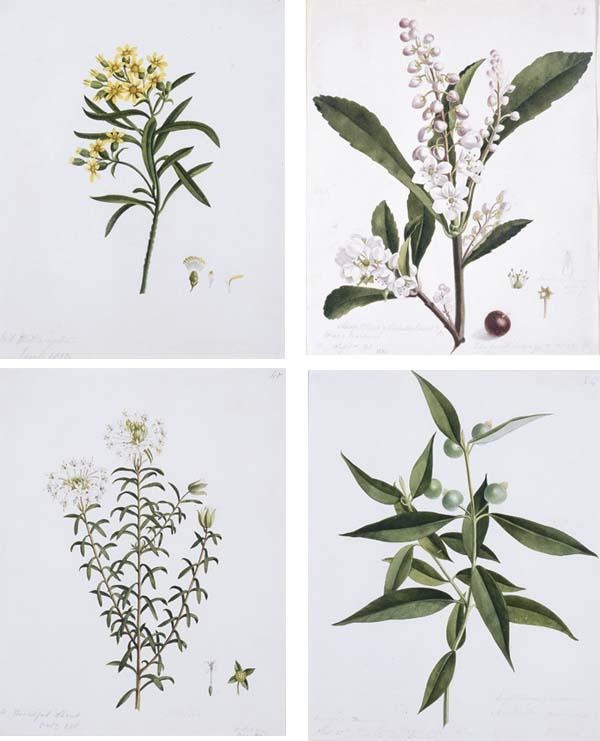 William Buelow Gould - William Buelow Gould (1803-1853)