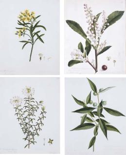 William Buelow Gould - William Buelow Gould (1803-1853)