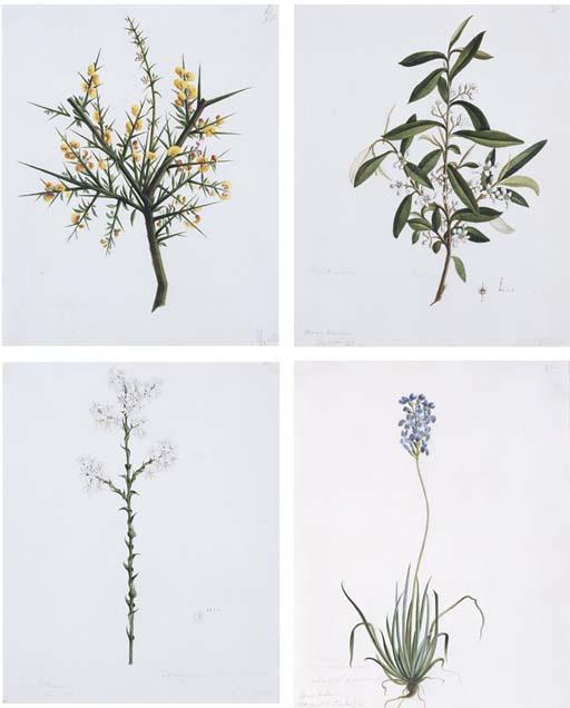 William Buelow Gould - William Buelow Gould (1803-1853)