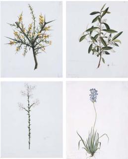 William Buelow Gould - William Buelow Gould (1803-1853)