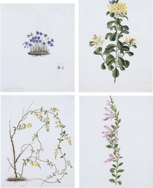 William Buelow Gould - William Buelow Gould (1803-1853)