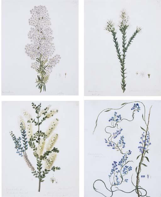 William Buelow Gould - William Buelow Gould (1803-1853)