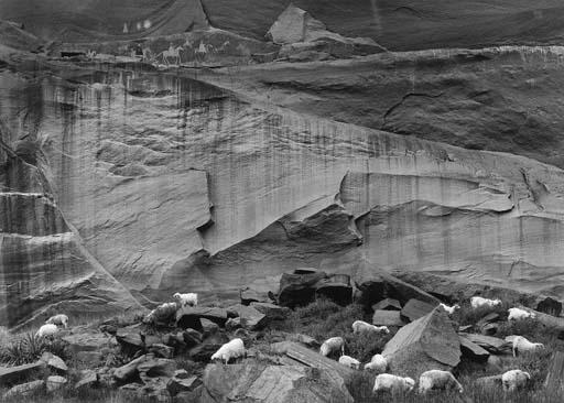 William Clift - Sheep and Petroglyphs, Canyon del Muerto, Arizona