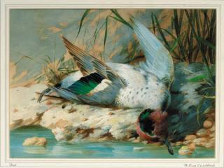 William Cruickshank - A teal on a riverbank