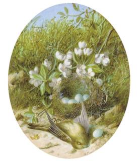 William Cruickshank - Still Life of Apple Blossom, A Bird\'S Nest And Eggs; And Still Life of Blossom, A Bird And A Bird\'S Nest