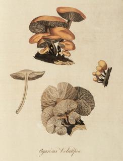 William Curtis - Flora Londinensis, London, 1777-1798, 3 volumes, later half calf