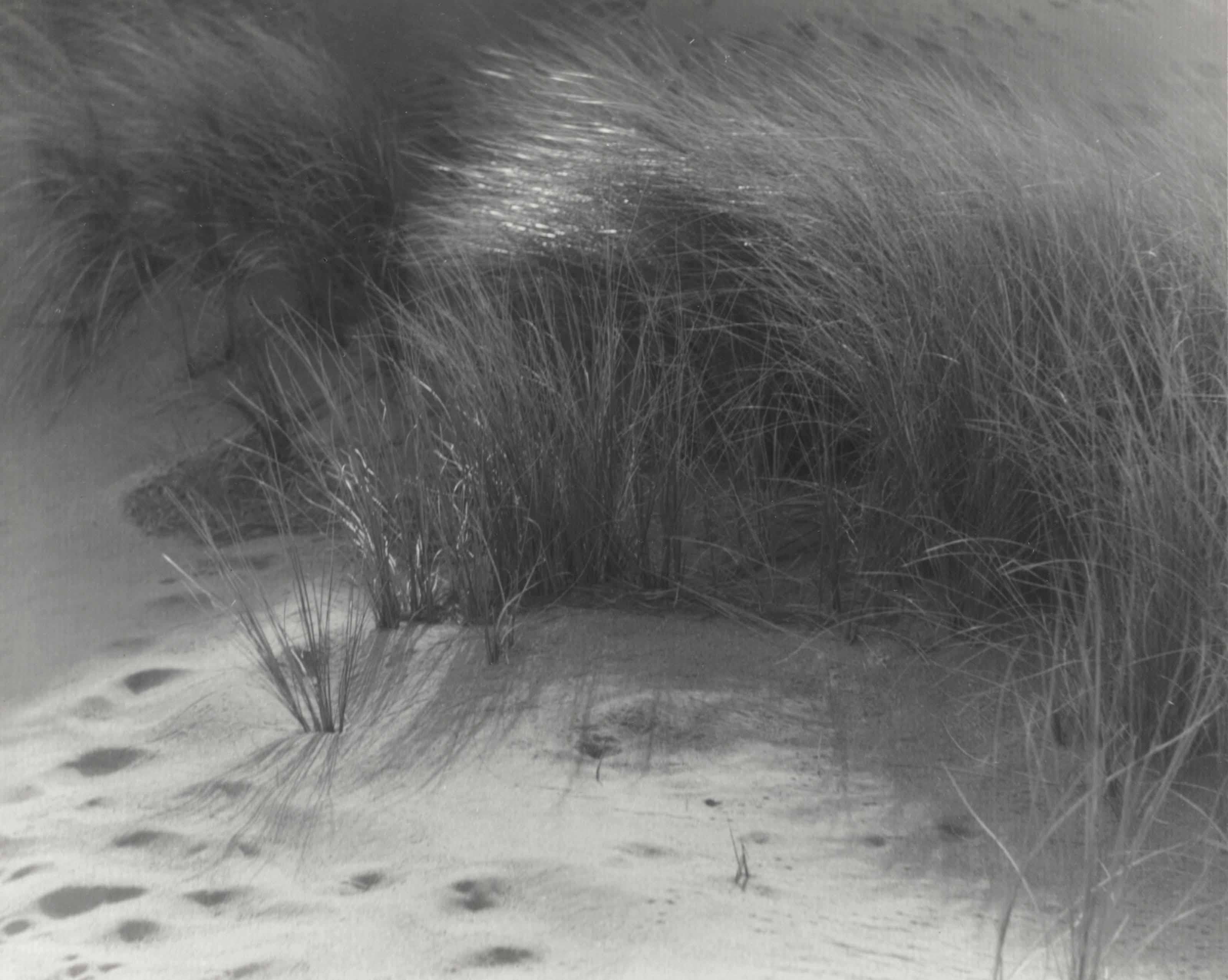 William Dassonville - Grasses, c. 1920