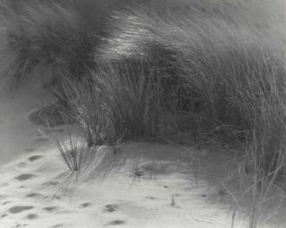 William Dassonville - Grasses, c. 1920