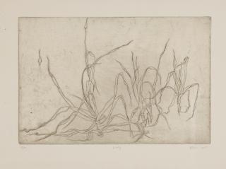 William Dole - Leeks