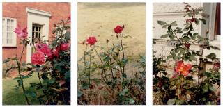 William Eggleston - English Rose, 1986