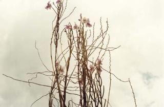 William Eggleston - Jamaica, 1979; and Memphis, Tennessee, 1978