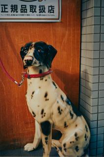 William Eggleston - Kyoto 2