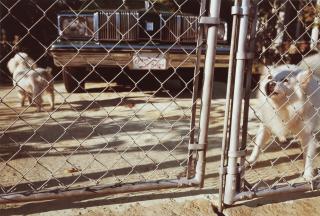 William Eggleston - Untitled, 1982