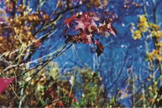 William Eggleston - Untitled, 1992