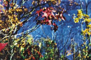 William Eggleston - Untitled, 1992