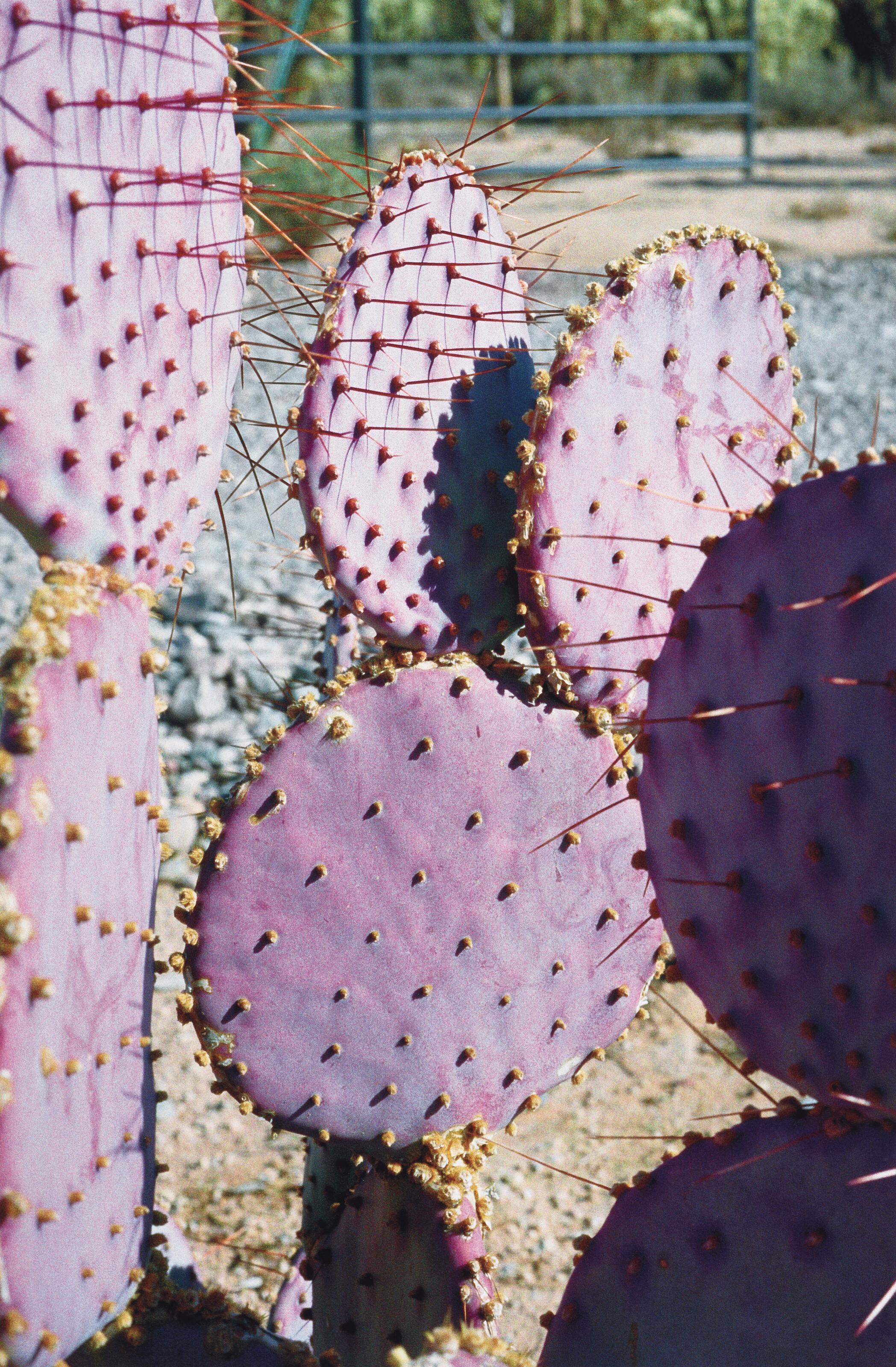 William Eggleston - Untitled (Cactus, Arizona), 1999-2000