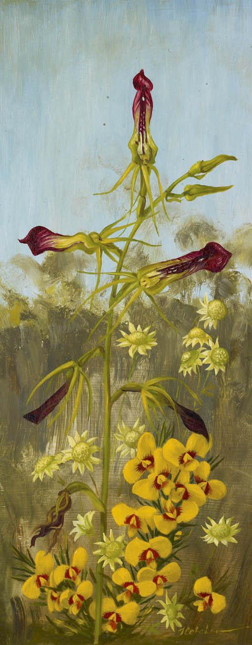 William Ernest Maurice Fletcher - Cryptostylis Subulata