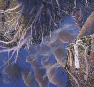 William Francis Robinson - Gums In The Afternoon Light