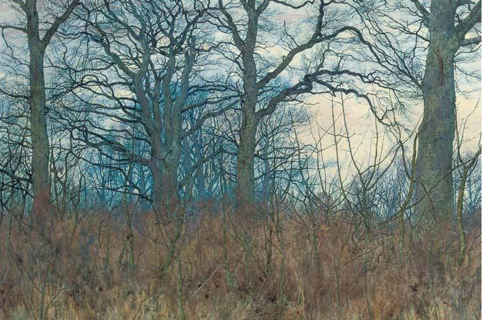 William Fraser Garden - Woodland scene at twilight