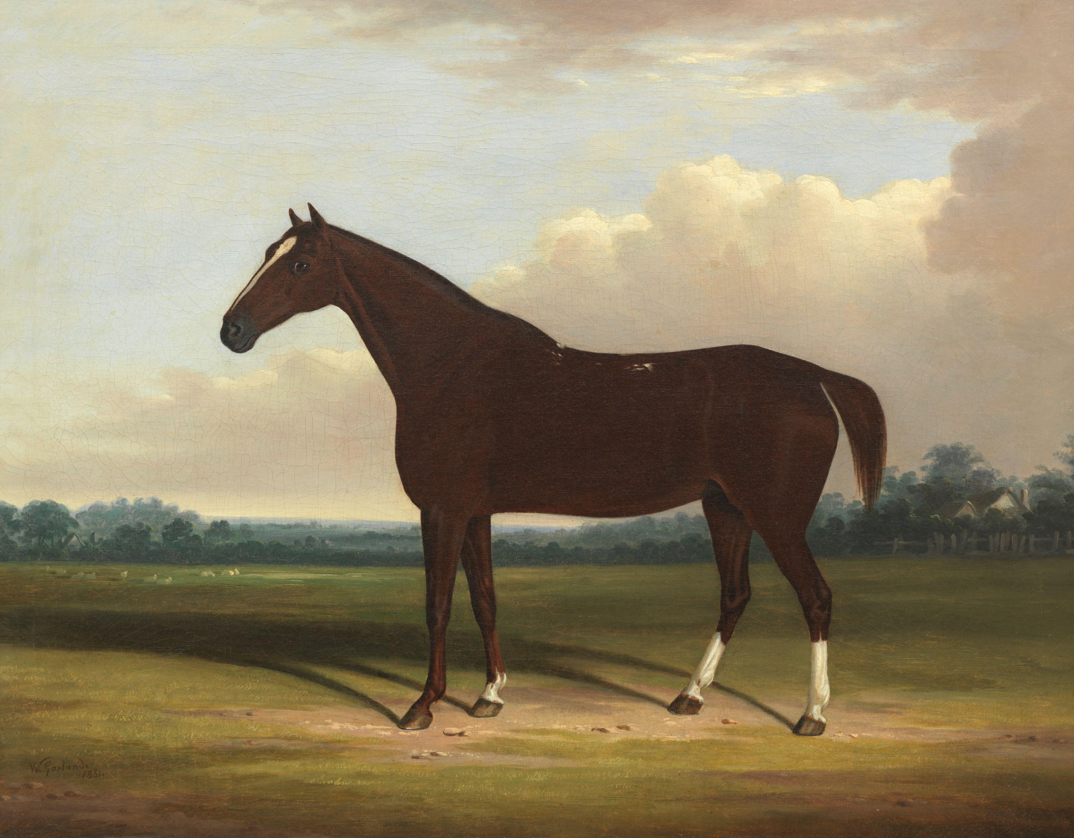 William Garland - A bay horse