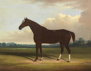 William Garland - A bay horse