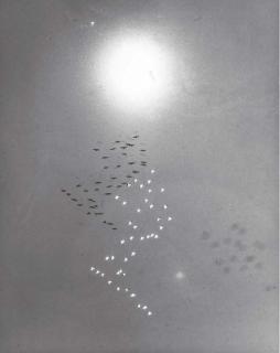 William Garnett - Snow Geese with Reflection of the Sun, Buena Vista Lake, California