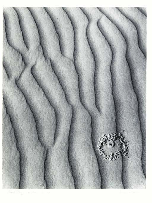 William Giles - Sand Bug - N. Mexico, 1973