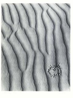 William Giles - Sand Bug - N. Mexico, 1973