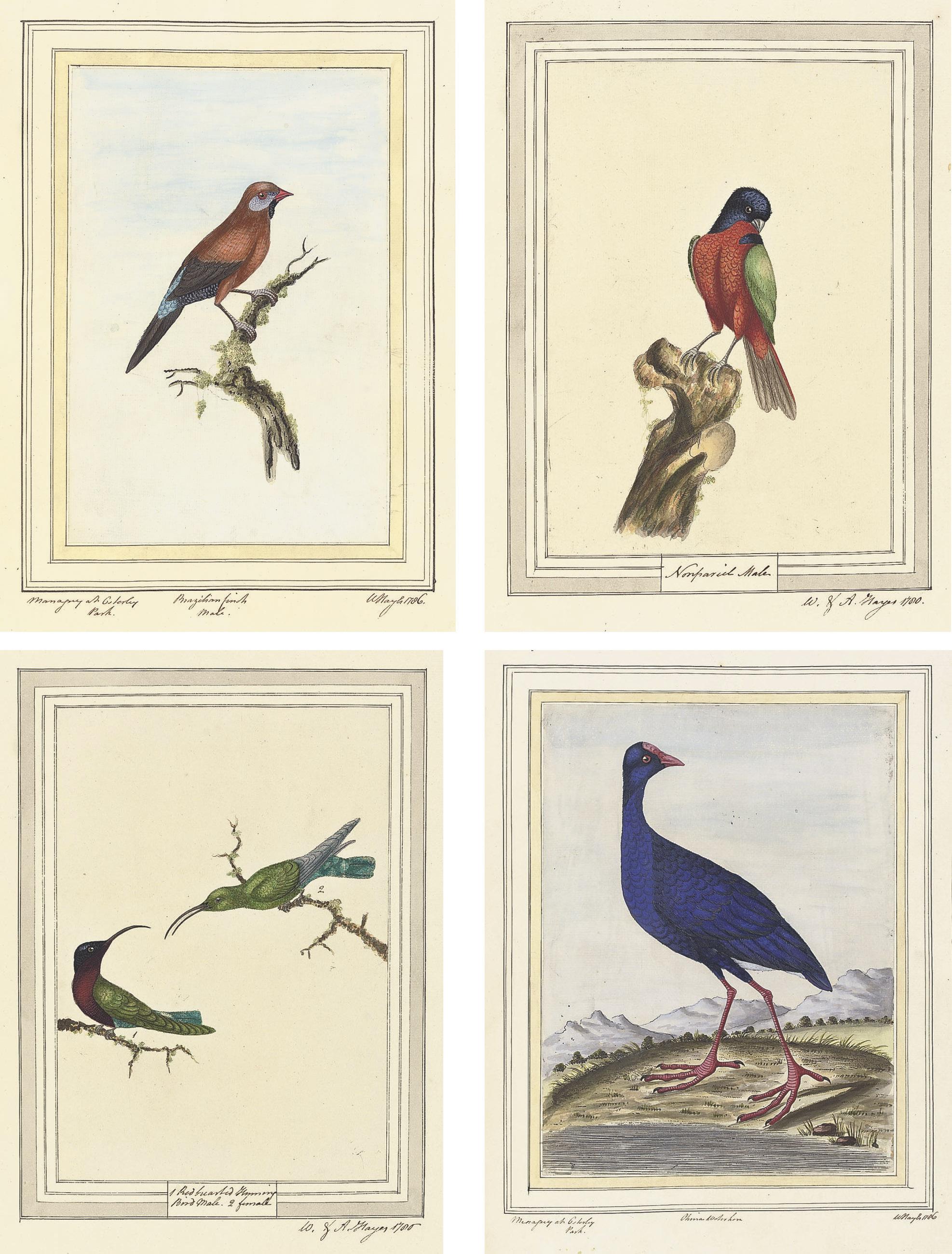 William Hayes - A Collection Of Ornithological Studies