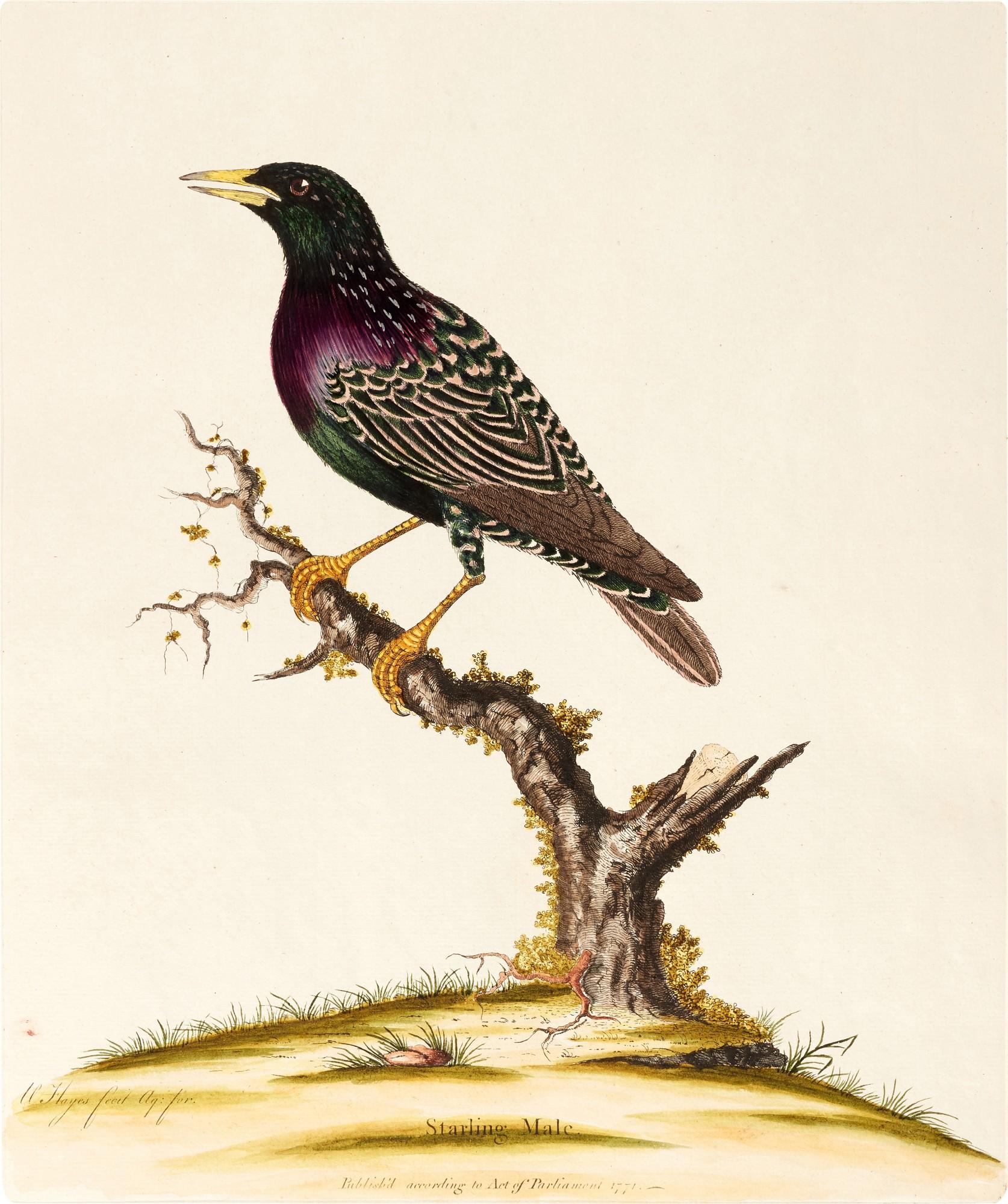 William Hayes - Birds, 1773