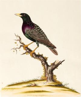 William Hayes - Birds, 1773