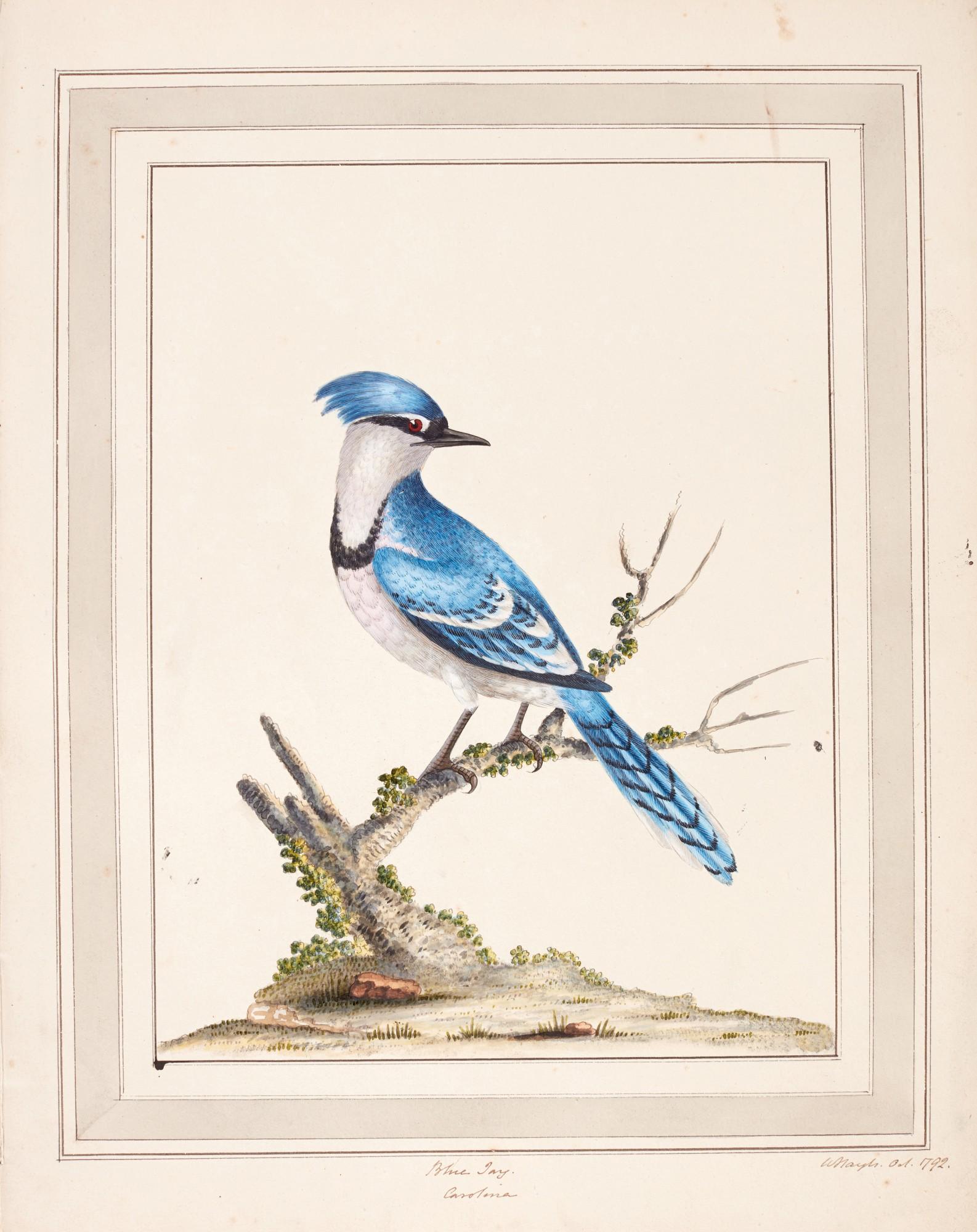 William Hayes - Drawings of birds, sixty original watercolours, 1791-1792