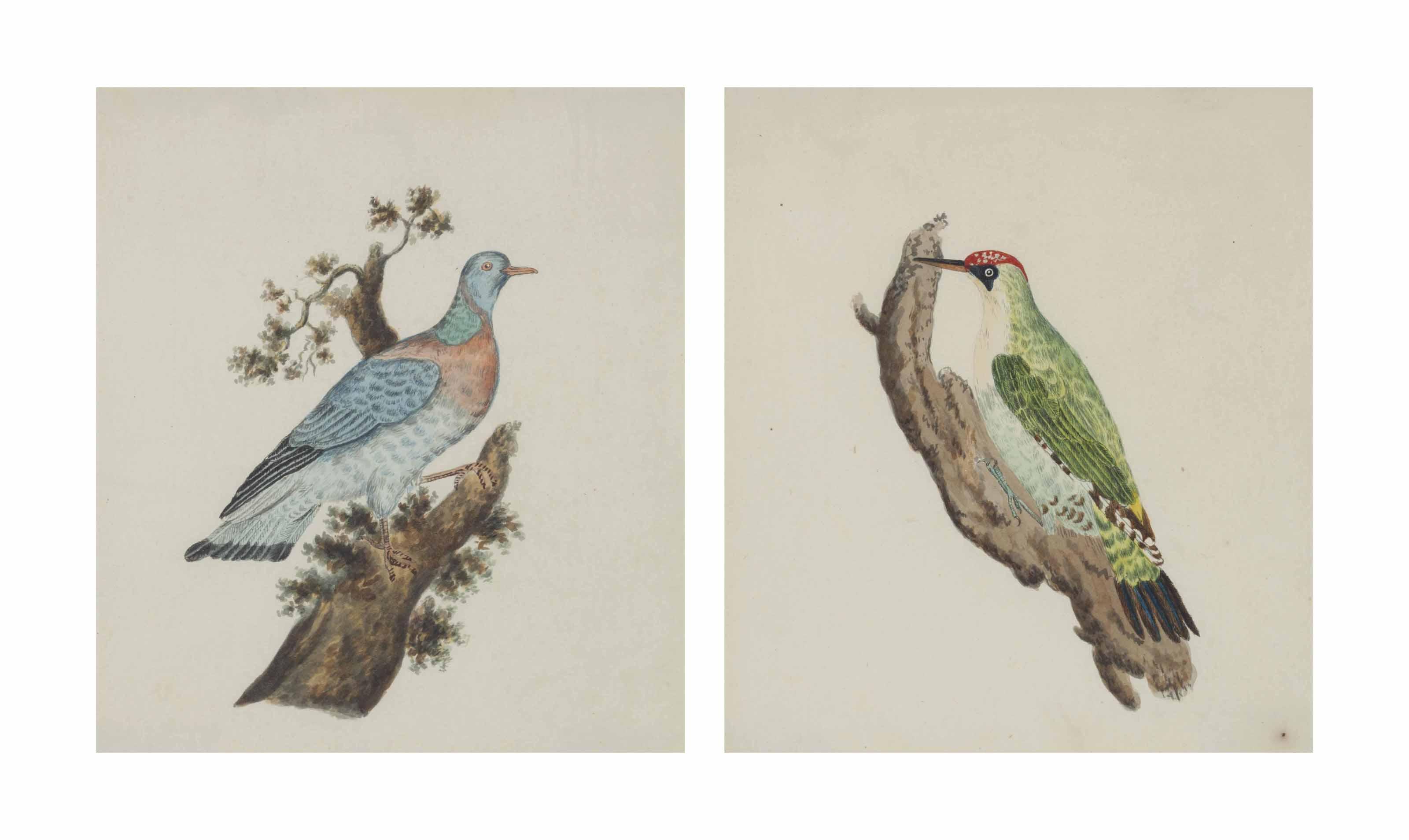 William Hayes - Green Woodpecker; And Stock Dove