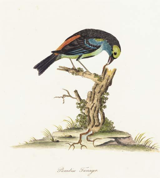 William Hayes - [Ornithological Studies], from Hayes\' Portraits: Eight Plates