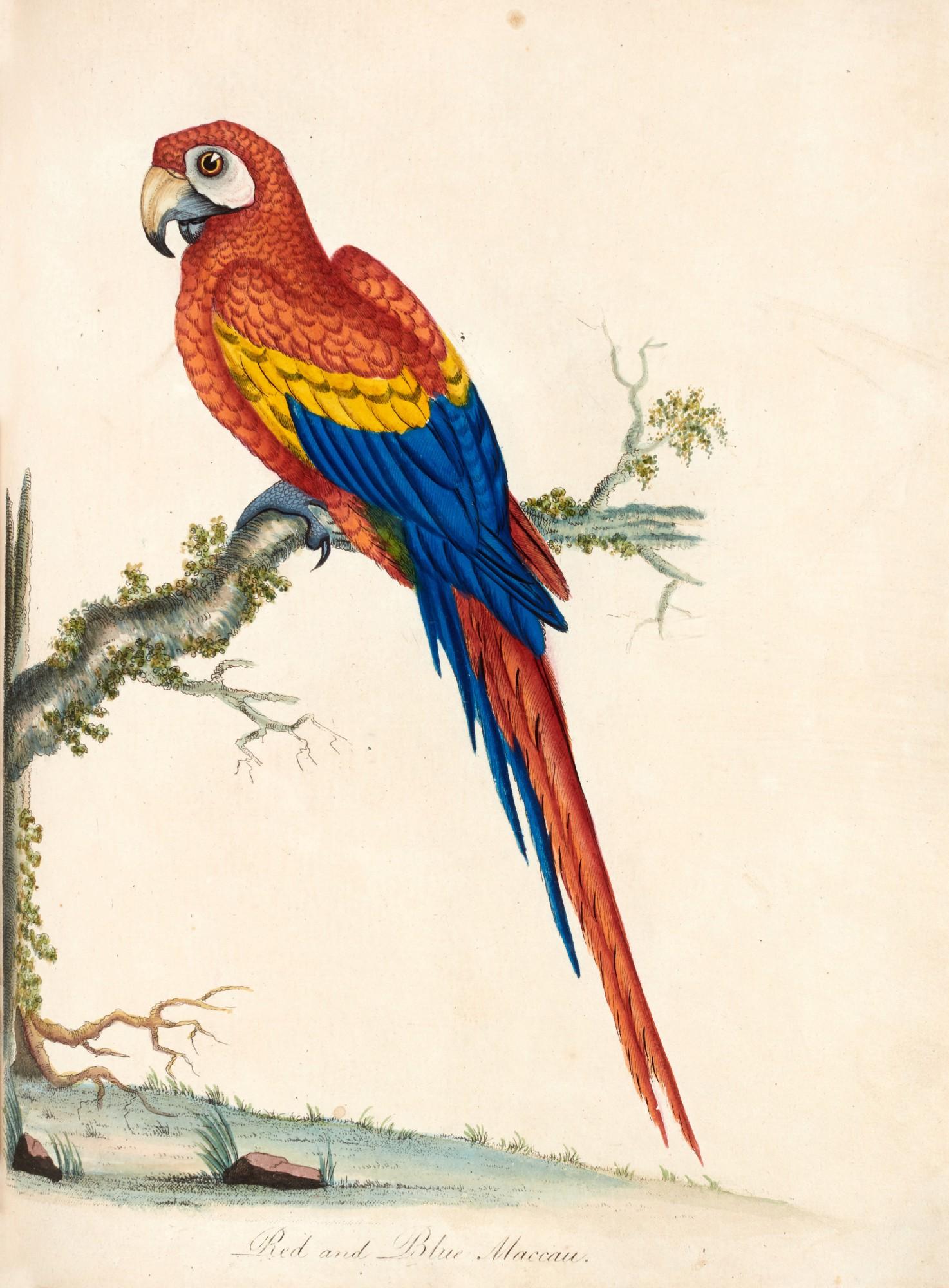 William Hayes - Portraits of rare and curious birds... from the menagery of Osterley Park, 1794