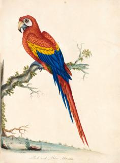 William Hayes - Portraits of rare and curious birds... from the menagery of Osterley Park, 1794