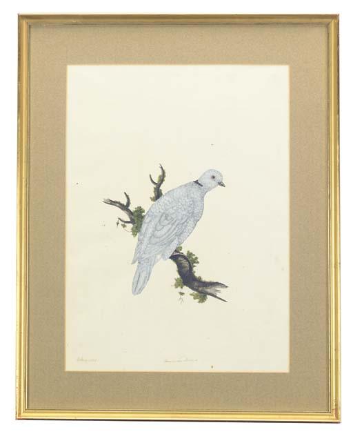 William Hayes - The American Dove