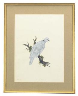 William Hayes - The American Dove